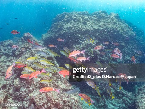 Whitesaddle goatfish, Parupeneus ciliatus,Blue-Spotted Sea Perch, Lutjanus stellatus,Greater Amberjack, Seriola dumerili,Rabbitfish, Siganus fuscescens,and others.fish school.Hirizo beach, Nakagi port, Minami-Izu, Izu Peninsula, Shizuoka pref, Japan Whitesaddle goatfish, Parupeneus ciliatus,Blue-Spotted Sea Perch, Lutjanus stellatus,Greater Amberjack, Seriola dumerili,Rabbitfish, Siganus fuscescens,and others.fish school.Hirizo beach, Nakagi port, Minami-Izu, Izu Peninsula, Shizuoka pref, Japan