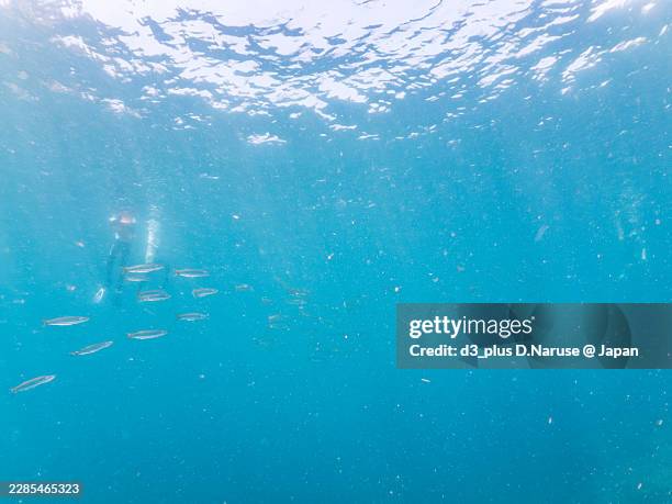 yellowtail barracuda, sphyraena obtusata,greater amberjack, seriola dumerili,whitesaddle goatfish, parupeneus ciliatus,and others.fish school.hirizo beach, nakagi port, minami-izu, izu peninsula, shizuoka pref, japan. -2025. - greater amberjack stock pictures, royalty-free photos & images