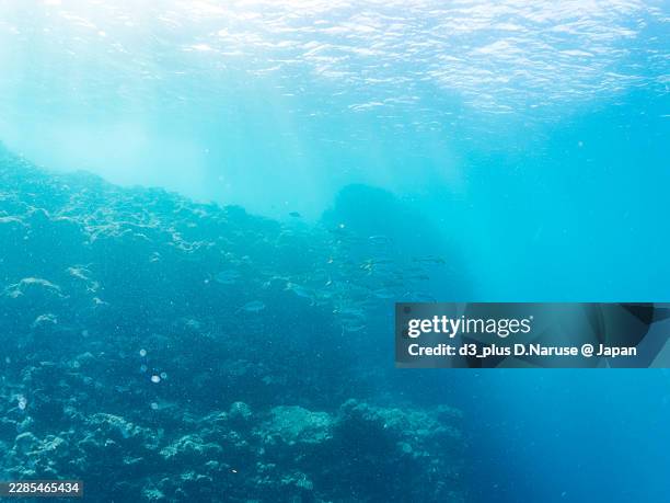 greater amberjack, seriola dumerili,whitesaddle goatfish, parupeneus ciliatus,and others.fish school.hirizo beach, nakagi port, minami-izu, izu peninsula, shizuoka pref, japan. -2025. - greater amberjack stock pictures, royalty-free photos & images