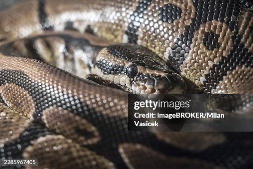 Royal Python, or Ball Python (Python regius) Royal Python, or Ball Python (Python regius)