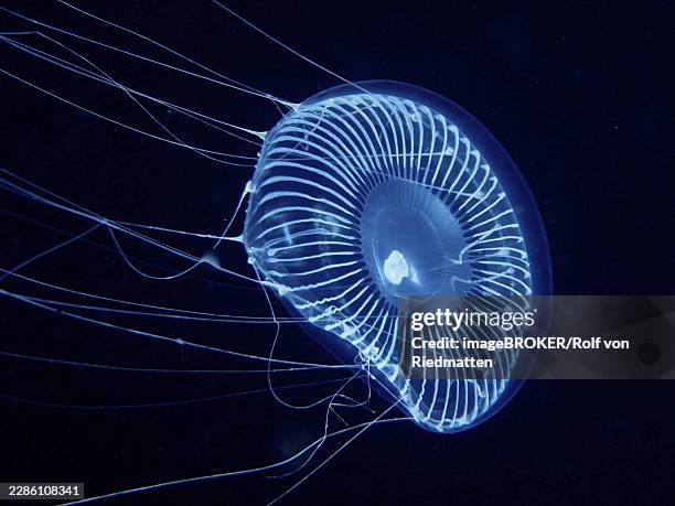 a bright blue jellyfish, the crystal jellyfish (aequorea forskalea), in dark water, dive site, riviera beach, florida, usa - crystal jellyfish stock pictures, royalty-free photos & images