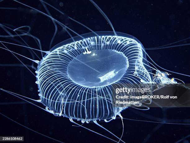 a transparent jellyfish, the crystal jellyfish (aequorea forskalea), floats in deep, dark water with its long tentacles, dive site, riviera beach, florida, usa - crystal jellyfish stock pictures, royalty-free photos & images