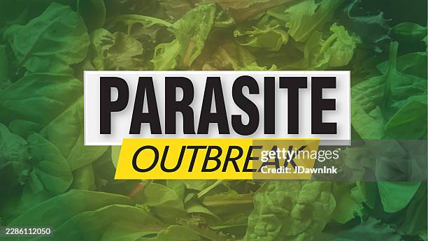 cyclosporiasis parasite outbreak news alert concept web banner template news background with abstract salad greens textured background - parasitic stock illustrations