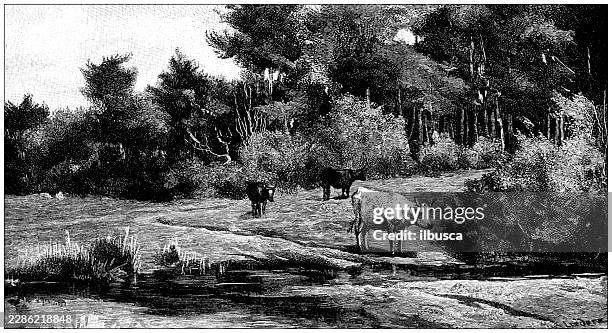 where the cattle drink, by arthur lemon - herding cattle stock illustrations