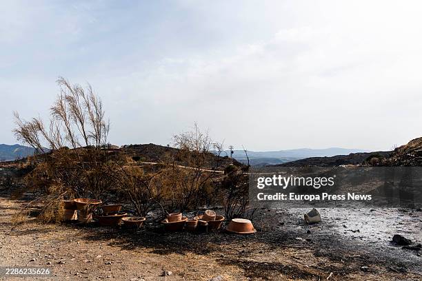 Areas affected by the Los Gallardos forest fire . 15 July 2026 in Bedar, Almeria The vice-chairman of the Furia Animal Welfare Association, Pedro...