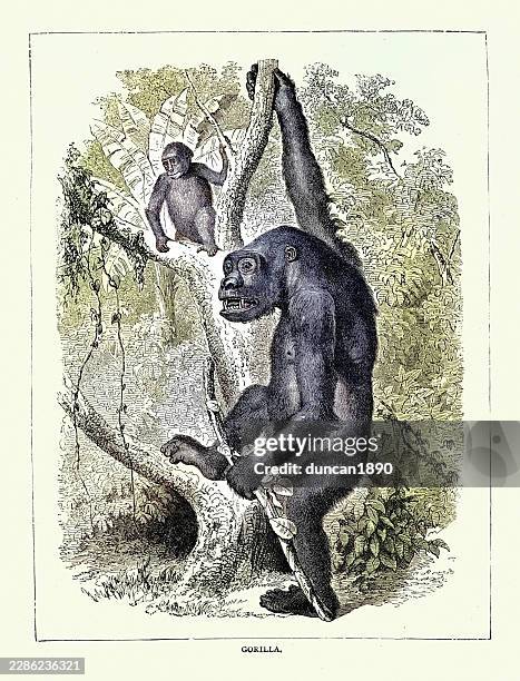 wildlife art, gorilla, victorian, vintage illustration, 19th century - eastern lowland gorilla stock illustrations