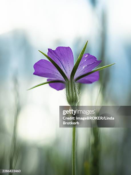 corncock (agrostemma githago) - corncockle stock pictures, royalty-free photos & images