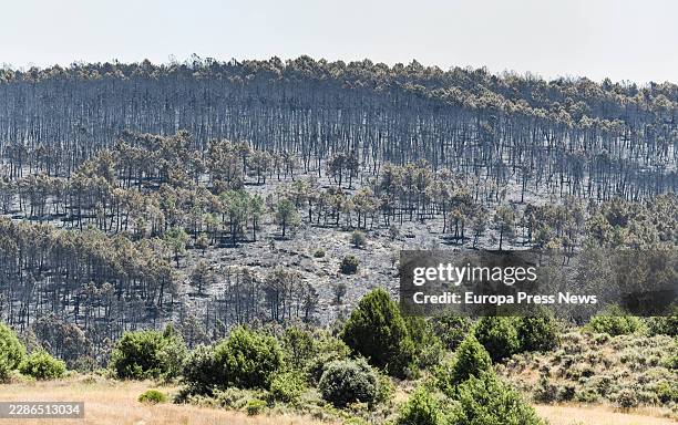 Land scorched by the fire, as at 17 July 2026, in La Mierla, Guadalajara, Castilla-La Mancha, Spain. The spread of the fire that broke out on...