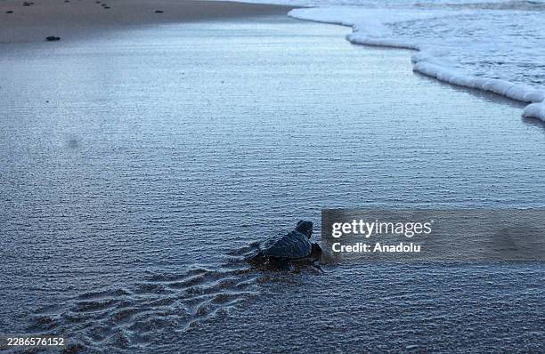 An olive ridley turtle hatchling is moving across the sand towards the sea as hundreds of olive ridley sea turtle hatchlings, having completed a...