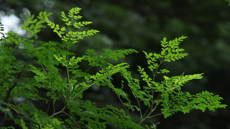 https://media.gettyimages.com/id/2286738814/video/fresh-moringa-leaves-growing-on-the-tree-in-the-garden.jpg?b=1&s=640x640&k=20&c=pHw6LHol1dG-m6uT2tCtbD-CBPwGPn0YaLwgWaX9t5M=