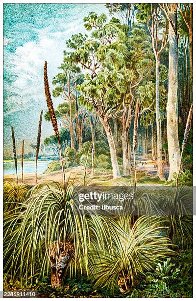 eucalyptus forest and grass trees in australia - eucalyptus leaf stock illustrations