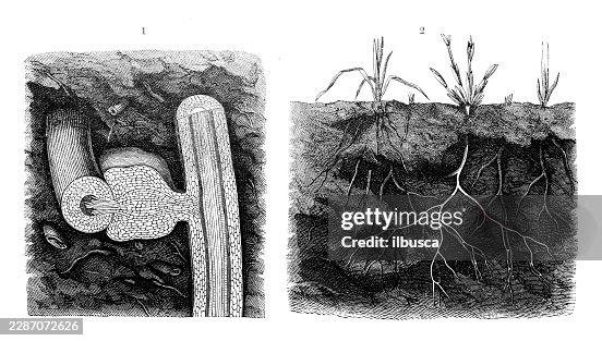 Alpine Bastard Toadflax (Thesium alpinum), root haustoria and root system Alpine Bastard Toadflax (Thesium alpinum), root haustoria and root system