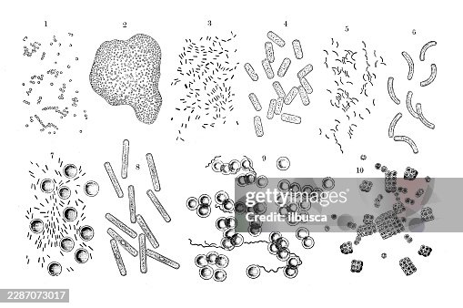 Micrococcus Micrococcus prodigiosus, Acetic Acid Bacterium, Cholera Spirillum Spirillum cholerae asiaticae, Anthrax Bacillus Bacillus anthracis, Obermeier's Spirochete, Sarcina ventriculi Micrococcus Micrococcus prodigiosus, Acetic Acid Bacterium, Cholera Spirillum Spirillum cholerae asiaticae, Anthrax Bacillus Bacillus anthracis, Obermeier's Spirochete, Sarcina ventriculi