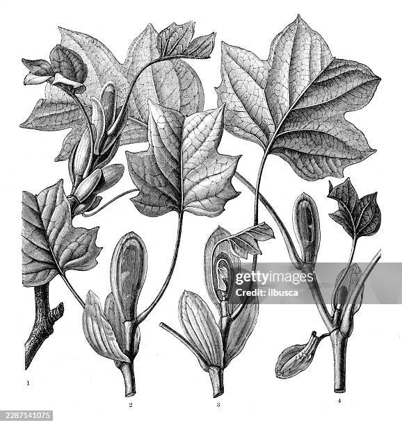 tulip tree (liriodendron tulipifera) leaf unfolding and bud development - wisteria stock illustrations