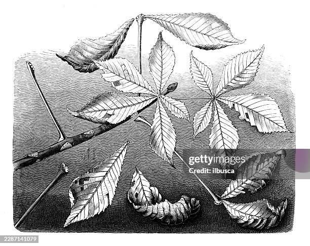 horse chestnut, aesculus hippocastanum, leaf fall and detached leaves - lychee stock illustrations
