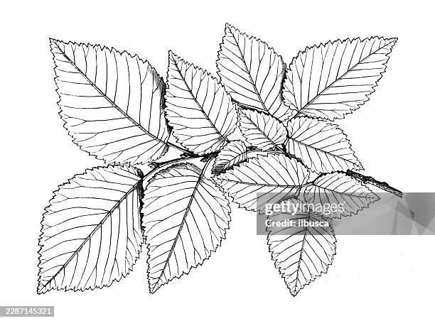 elm (ulmus) asymmetrical leaves on branch - tree canopy stock illustrations