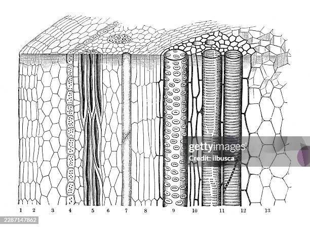deciduous tree branch, angiosperm stem, schematic cross section showing wood and bark tissues - cell cross section stock illustrations