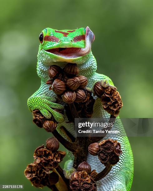 day gecko - lizard eye stock pictures, royalty-free photos & images