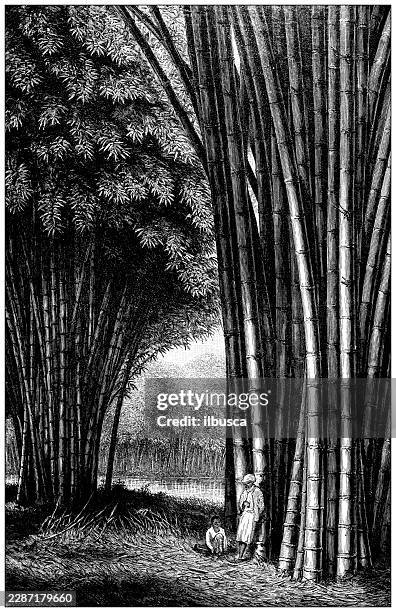 bamboo bamboo on java - java stock illustrations