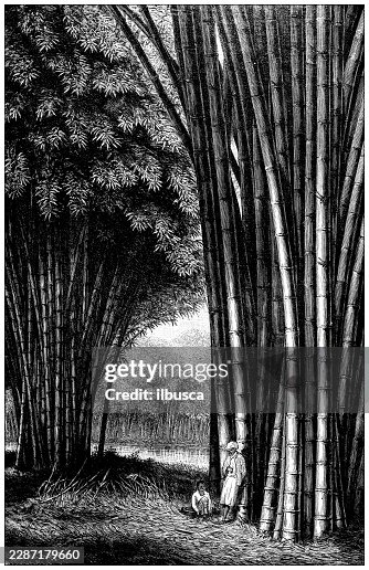 Bamboo Bamboo on Java Bamboo Bamboo on Java