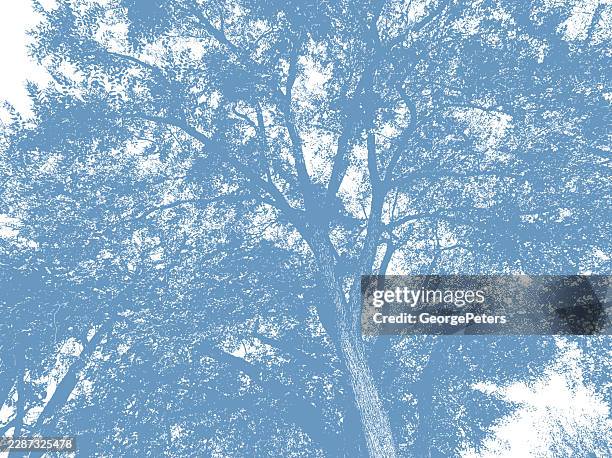 looking up at elm tree - looking below stock illustrations