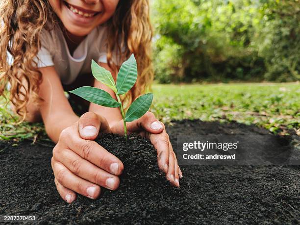 manos plantando un nuevo árbol plantado - sembrar fotografías e imágenes de stock