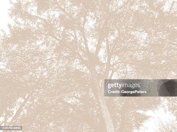 looking up at elm tree - tree bark texture stock illustrations