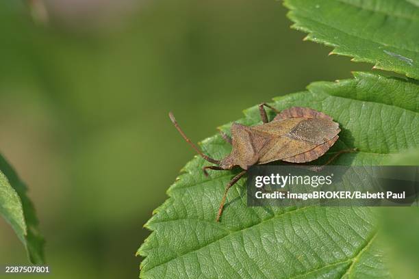 dock bug (coreus marginatus) on a leaf. dock bug on a green leaf - dock leaf stock pictures, royalty-free photos & images