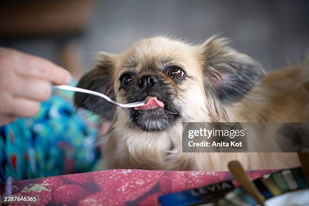 tibetan spaniel licking lips while being fed from a fork - tibetan spaniel stock pictures, royalty-free photos & images