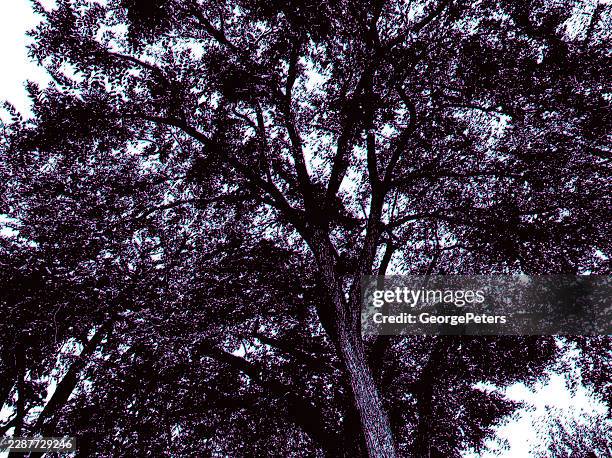 looking up at elm tree and glitch technique - elm tree vector stock illustrations
