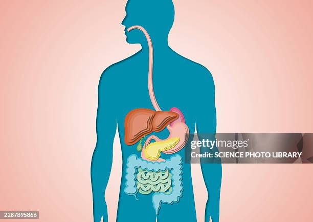digestive system, illustration - esophagus stock illustrations