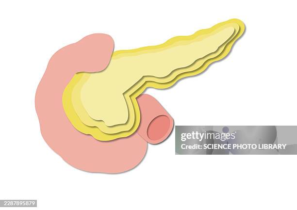 pancreas and duodenum, illustration - enzyme stock illustrations