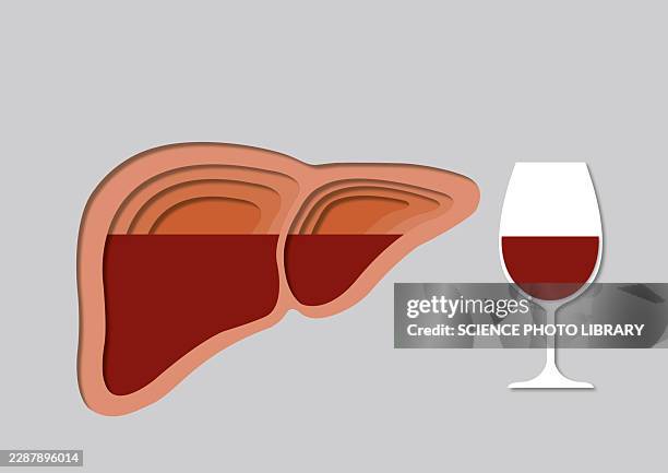 alcoholic liver damage, conceptual illustration - hepatocyte stock illustrations