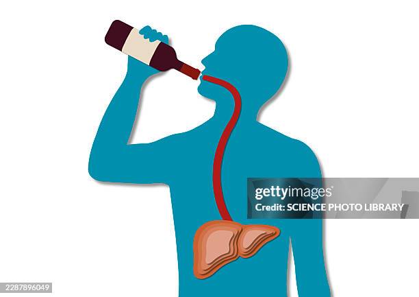 alcohol consumption, conceptual illustration - hepatocyte stock illustrations