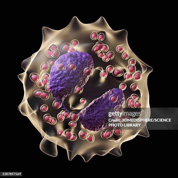 illustration of an eosinophil - eosinophil stock illustrations