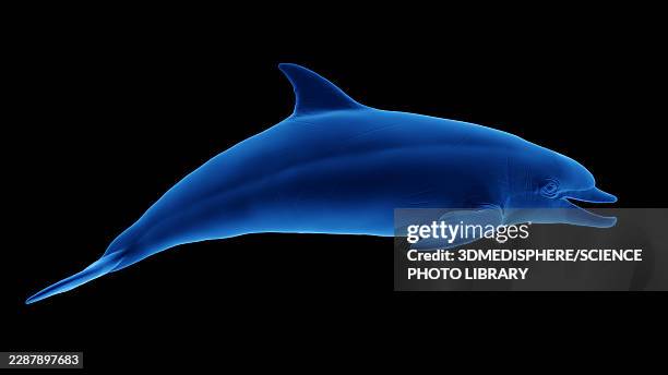 illustration of a dolphin - dolphins swimming stock illustrations