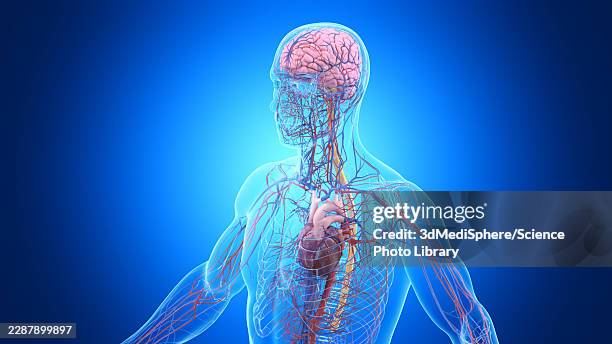 illustration of the male nervous and cardiovascular system - human heart beating stock illustrations