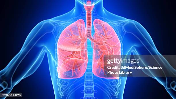 illustration of the male respiratory system - copd stock illustrations