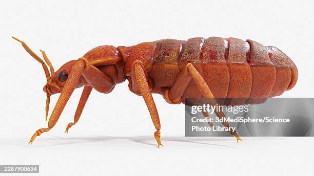 illustration of a bedbug - bed bug stock illustrations