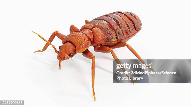 illustration of a bedbug - bed bug stock illustrations