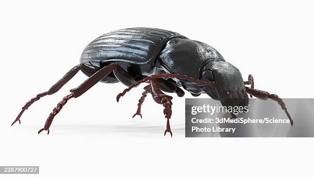 illustration of a beetle - exoskeleton stock illustrations