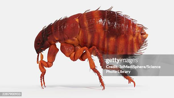illustration of a flea - infestation stock illustrations