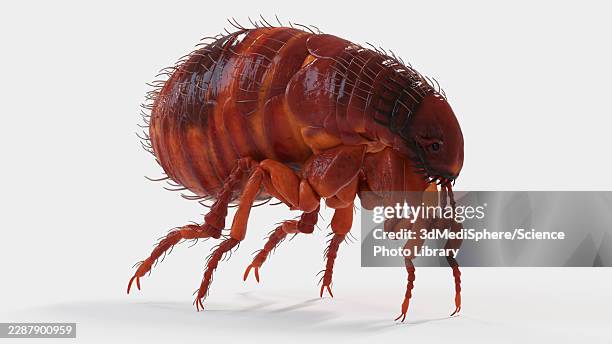 illustration of a flea - dog bite stock illustrations