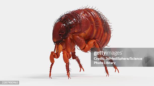 illustration of a flea - infestation stock illustrations
