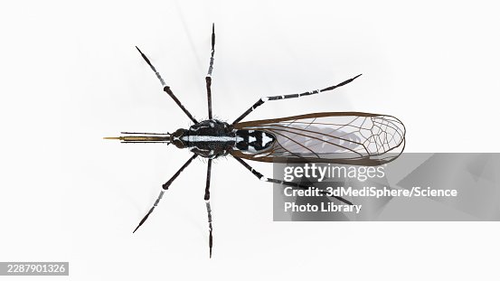 Illustration of a mosquito Illustration of a mosquito