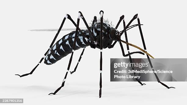 illustration of a mosquito - malaria stock illustrations