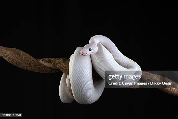 an albino python coiled around a tree branch - ball python stock pictures, royalty-free photos & images