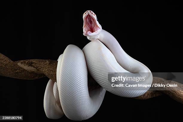 an albino python coiled around a tree branch - ball python stock pictures, royalty-free photos & images