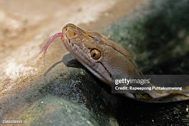 reticulated python snake head and scales flicking forked tongue - reticulated python stock pictures, royalty-free photos & images