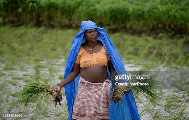 Farmer transplants rice seedlings in flooded paddy fields on the outskirts of Mumbai, India, on August 5, 2026. The India Meteorological Department...